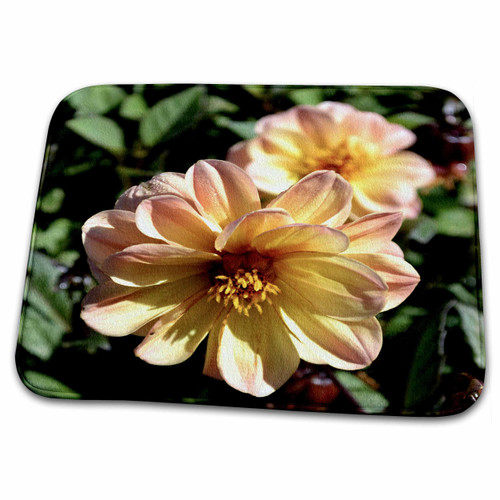 3dRose A Beautiful Peach Colored Garden Dahlia Flower - Bathroom Bath Rug Mats (rug-77165-1)