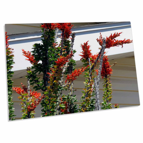 3dRose A Desert Flower Growing up The Side of a Trailer Home - Desk Pad Place Mats (dpd-321163-1) 3dRose A Desert Flower Growing up The Side of a Trailer Home - Desk Pad Place Mats (dpd-321163-1)
