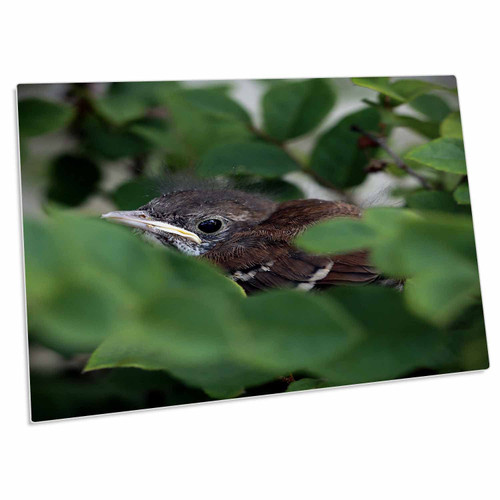 3dRose A Macro Photograph of a Brown Thrasher fledgling Hiding... - Desk Pad Place Mats (dpd-335337-1) 3dRose A Macro Photograph of a Brown Thrasher fledgling Hiding... - Desk Pad Place Mats (dpd-335337-1)