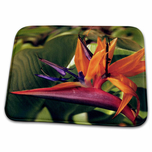 3dRose Bird of Paradise Blooming on The Garden Isle, Kauai,... - Bathroom Bath Rug Mats (rug-191061-1)