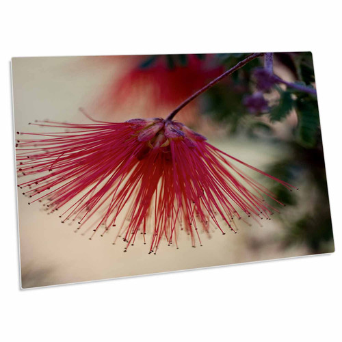 3dRose Fairy Duster, Sonoran Desert, Garden, Arizona - US03... - Desk Pad Place Mats (dpd-87915-1) 3dRose Fairy Duster, Sonoran Desert, Garden, Arizona - US03... - Desk Pad Place Mats (dpd-87915-1)