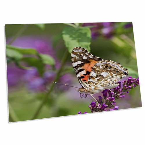3dRose Painted Lady Butterfly on Butterfly Bush, Marion Co. IL - Desk Pad Place Mats (dpd-206215-1)