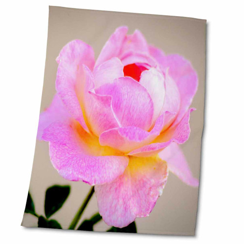 3dRose Pink Rose Flower Against The Beige Background. Beauty in The Garden - Towels (twl-334664-2)
