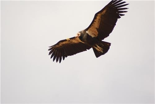 ConversationPrints FLYING CONDOR GLOSSY POSTER PICTURE PHOTO vultures birds california predator