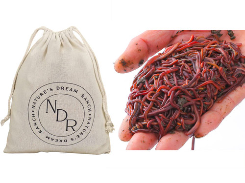 Nature's Dream Ranch Red Wiggler Live Composting Worms Mix for Garden Soil or Fishing | Pack of Compost Worms Improves Soil Structure and Quality for Healthier Gardens | 500 Count Nature's Dream Ranch Red Wiggler Live Composting Worms Mix for Garden Soil or Fishing | Pack of Compost Worms Improves Soil Structure and Quality for Healthier Gardens | 500 Count