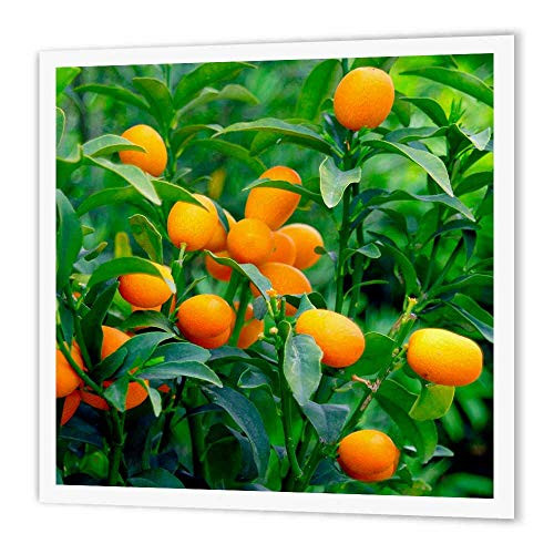 3dRose Kumquat Fruit Tree, Agriculture NA01 PRI0002 Prisma Iron on Heat Transfer, 6 by 6", for White Material