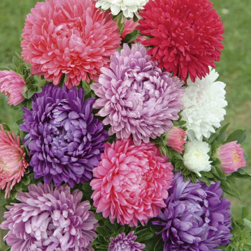 RAISE ME UP: Seeds Aster Pompon Mix Annual Flowers
