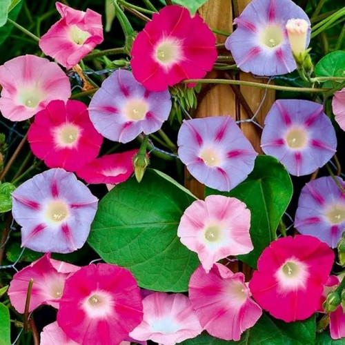 RAISE ME UP: Seeds Common Morning Glory Purple Mix Annual Flowers