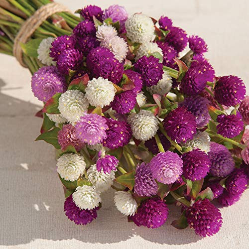 RAISE ME UP: Seeds Globe Amaranth Mix Gomphrena Annual Flowers