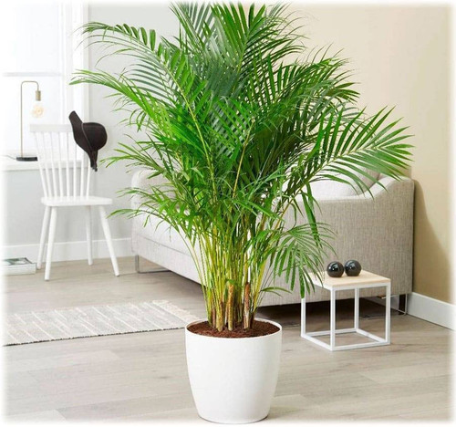 RAISE ME UP: Seeds Parlor Palm Neanthe Bella Palm Chamaedorea Rare Perennial Tree