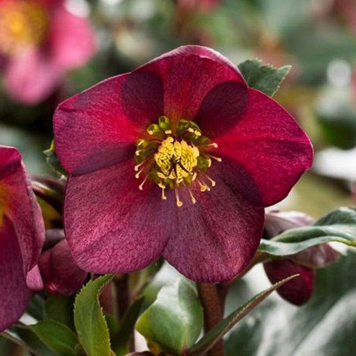 Wayside Gardens Helleborus Ice N' Rose Red Perennial Live Plant, 1 Quart