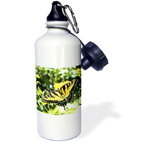 3dRose wb_200105_1 Awesome Yellow Swallowtail Butterfly Photography Sports Water Bottle, Multicolor, 21 oz