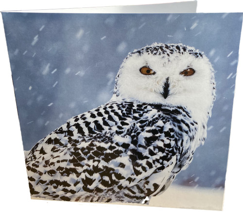 Maturi Owl Square Blank Birthday Greetings Card