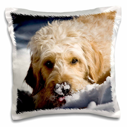 3D Rose A Goldendoodle Dog-Us32 Zmu0068-Zandria Muench Beraldo Design Pillowcase, 16" x 16" 3D Rose A Goldendoodle Dog-Us32 Zmu0068-Zandria Muench Beraldo Design Pillowcase, 16" x 16"