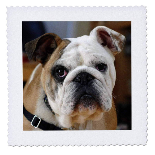 3dRose qs_17655_1 Dog American Bulldog-Quilt Square, 10 by 10-Inch