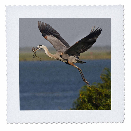 3dRose qs_147002_1 Great Blue Heron Bird with Nest Material, Texas, USA US44 LDI0896 Larry Ditto Quilt Square, 10 by 10-Inch