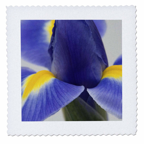 3dRose qs_83451_1 Purple Iris Flower NA01 JWI0011 Jamie and Judy Wild Quilt Square, 10 by 10-Inch