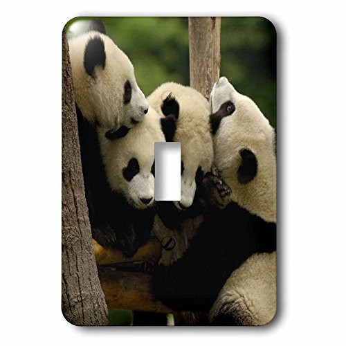 3dRose lsp_70203_1 Giant Panda Bears, Wolong China Conservation, China-As07 Pox0365 Pete Oxford Light Switch Cover