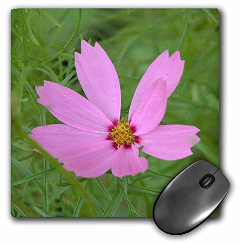 3dRose LLC 8 X 8 X 0.25 Inches Light Pink Cosmos Flower Mouse Pad (mp_26869_1)