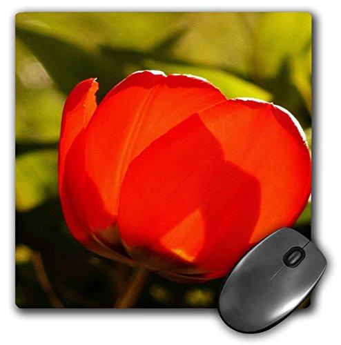 3dRose LLC 8 x 8 x 0.25 Inches Mouse Pad, Large Orange/Red Tulip with Sunlight Pouring Through (mp_62228_1)