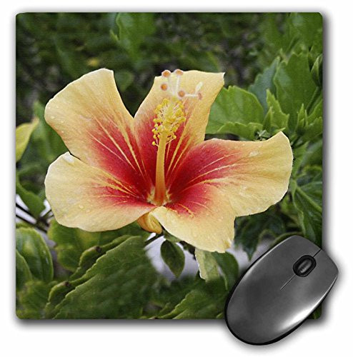 3dRose LLC 8 x 8 x 0.25 Inches Red and Yellow Hibiscus Mouse Pad (mp_1251_1)