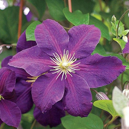 Wayside Gardens Clematis Jackmanii Perennial Live Plant, 1 Quart