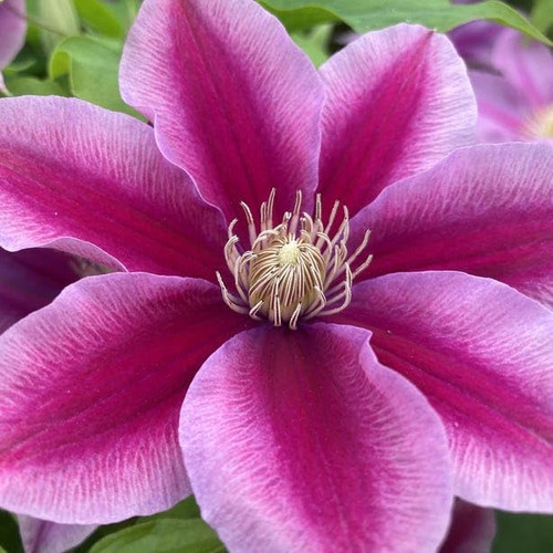 Wayside Gardens Clematis Boulevard Poseidon Perennial Live Plant, 1 Quart