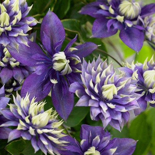 Wayside Gardens Clematis Taiga Perennial Live Plant, 1 Quart