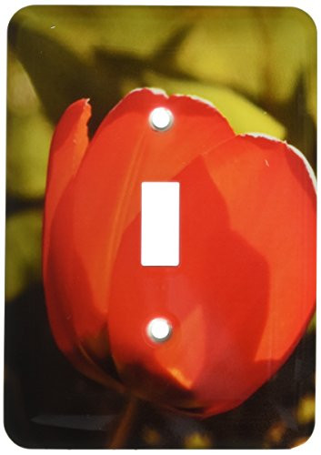 3dRose LSP_62228_1 Large Orange Red Tulip with Sunlight Pouring Thru Single Toggle Switch, Multicolor