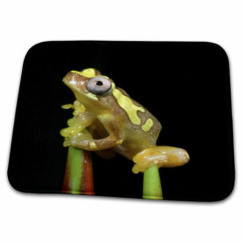 3dRose Hourglass Tree Frog, Heliconia Flower, Costa Rica -... - Bathroom Bath Rug Mats (rug-87230-1)