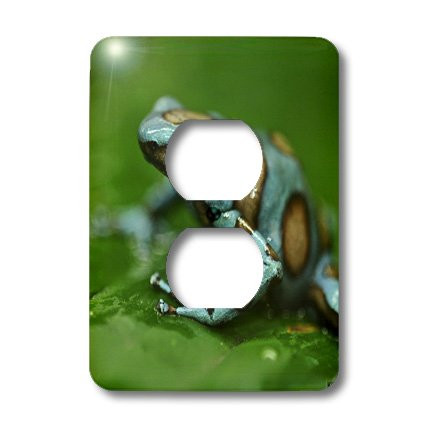 3dRose LLC lsp_10378_6 Blue N Brown Tree Frog on a Leaf 2 Plug Outlet Cover