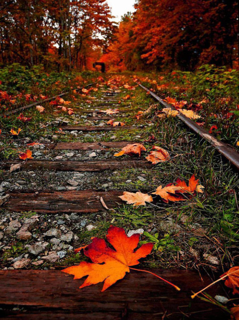 Puzzle 500 Piece Puzzles for Adults,Panoramic Jigsaw Puzzle Maple leaf-500Pieces