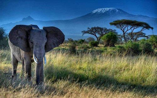 500 Piece Jigsaw Puzzle Puzzles 500 Pieces -Cardboard Puzzles- Relax Puzzles Games - Brain Teaser Puzzle for Teens and Adults Elephant,500Pieces