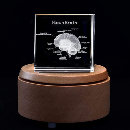 3D Human Brain with Labels Anatomical Model Paperweight(Laser Etched) in Crystal Glass Cube Science Gift (Included LED Base)