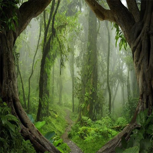 AOFOTO 8x8ft Forest Backdrop Tropical Jungle Rainforest Backdrops for Photography Fairytale Misty Deep Green Trees Pathway Background Suburbs Picnic Camping Boy Scouts Adventure Photo Studio Props