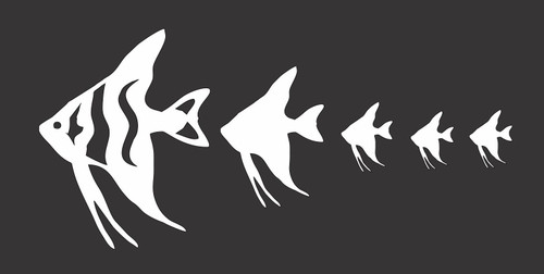 Barking Sand Designs Angelfish Family - Die Cut Vinyl Window Decal/Sticker for Car/Truck 7.5"x3.5" Barking Sand Designs Angelfish Family - Die Cut Vinyl Window Decal/Sticker for Car/Truck 7.5"x3.5"