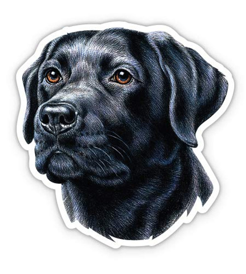 GT Graphics Express Black Lab - 5" Vinyl Sticker - for Car Laptop I-Pad - Waterproof Decal