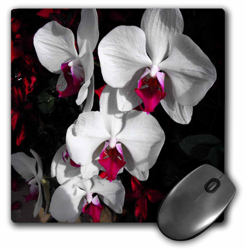 3dRose LLC 8 X 8 X 0.25 Inches Phalaenopsis Orchids White and Pink Mouse Pad (mp_26483_1)