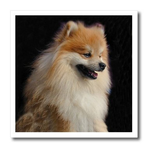 3dRose ht_1261_1 Pomeranian Portrait Iron on Heat Transfer for White Material, 8 by 8-Inch 3dRose ht_1261_1 Pomeranian Portrait Iron on Heat Transfer for White Material, 8 by 8-Inch