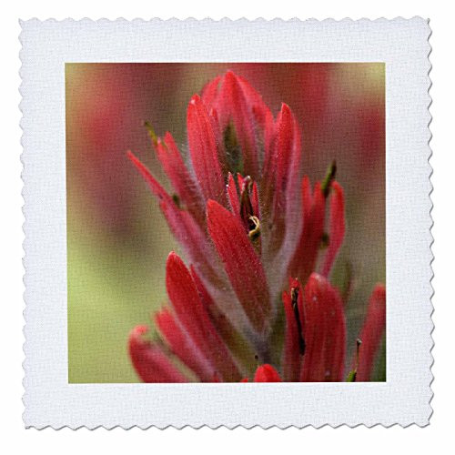 3dRose qs_83410_1 Indian Paintbrush, Scarlet Paintbrush, Flower NA01 FZU0005 Frank Zurey Quilt Square, 10 by 10-Inch