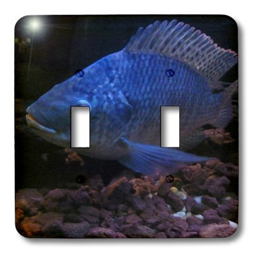 3dRose LLC lsp_13940_2 Grouper in Blue Double Toggle Switch 3dRose LLC lsp_13940_2 Grouper in Blue Double Toggle Switch