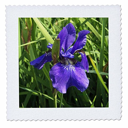 3dRose qs_20062_1 Blue Iris Quilt Square, 10 by 10-Inch