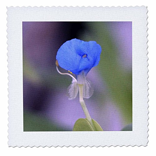 3dRose qs_11569_1 Tiny Blue Water Iris Quilt Square, 10 by 10-Inch