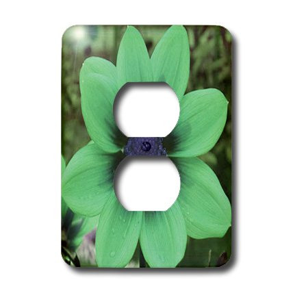 3dRose LSP_5998_6 Light Green Cosmos Flower 2 Plug Outlet Cover, Multicolored