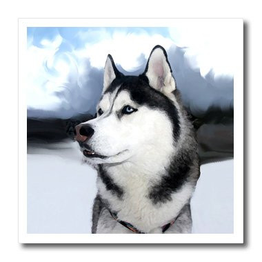 3dRose ht_4438_1 Siberian Husky Iron on Heat Transfer for White Material, 8 by 8-Inch