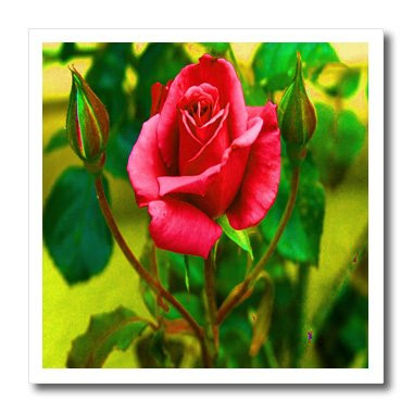 3dRose ht_9338_1 Elegant Red Rose-Iron on Heat Transfer for White Material, 8 by 8-Inch