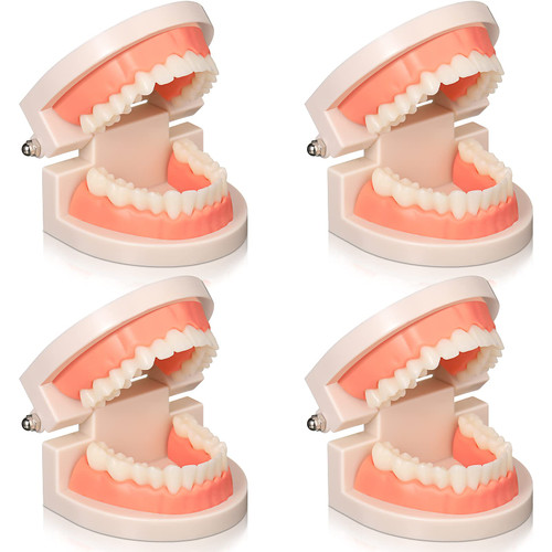 Nuanchu 4 Pcs Dental Teeth Model Standard Teeth Models Plastic Mouth Model, Dental Demonstration Model Teaching Study Supplies for Kids Teaching, Dentist, Dental Students, Clean Display, 3.15 x 2.2 In Nuanchu 4 Pcs Dental Teeth Model Standard Teeth Models Plastic Mouth Model, Dental Demonstration Model Teaching Study Supplies for Kids Teaching, Dentist, Dental Students, Clean Display, 3.15 x 2.2 In
