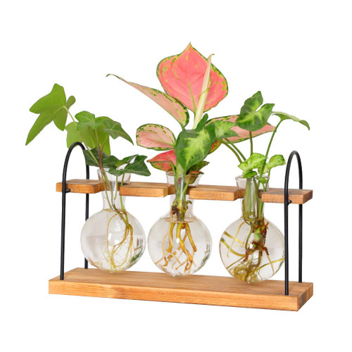 Plant Terrarium with Wooden Stand,Desktop Propagation Stations,Air Planter Bulb Glass Vase for Indoor Live Hydroponics Plants, Office Home Garden Plant Holder (3 Bulb Vase)