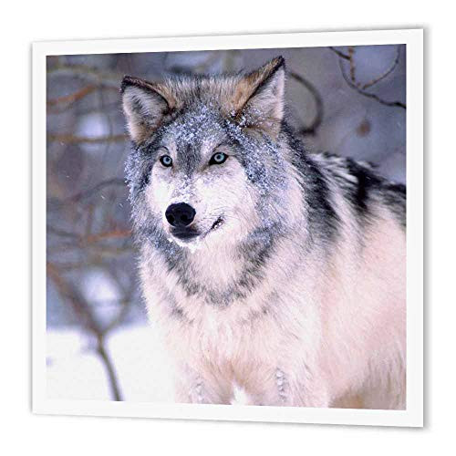3dRose ht_83899_2 Timber Wolf, Canis Lupus NA02 DNO0319 David Northcott Iron on Heat Transfer for White Material, 6 by 6" 3dRose ht_83899_2 Timber Wolf, Canis Lupus NA02 DNO0319 David Northcott Iron on Heat Transfer for White Material, 6 by 6"