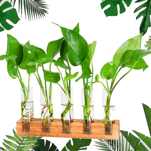 Plant Propagation Stations Terrarium with Wooden Stand-Desktop Glass Bulb Plant Vase for Propagating Hydroponic Plants Home Garden Office Decor (Style 2) Plant Propagation Stations Terrarium with Wooden Stand-Desktop Glass Bulb Plant Vase for Propagating Hydroponic Plants Home Garden Office Decor (Style 2)